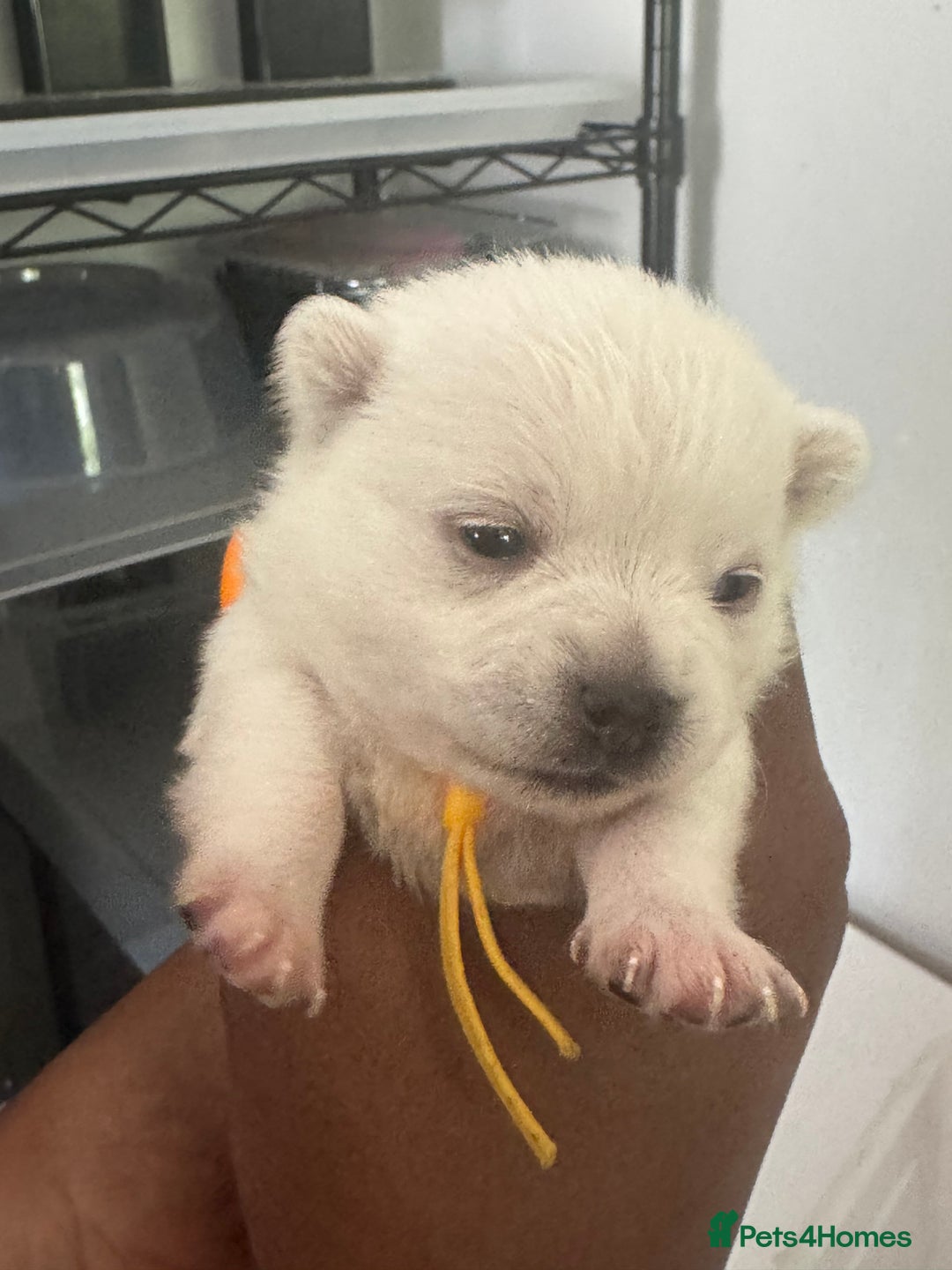 Pomchi dogs for sale: Beautiful Fluffy Pomchis - Image 18