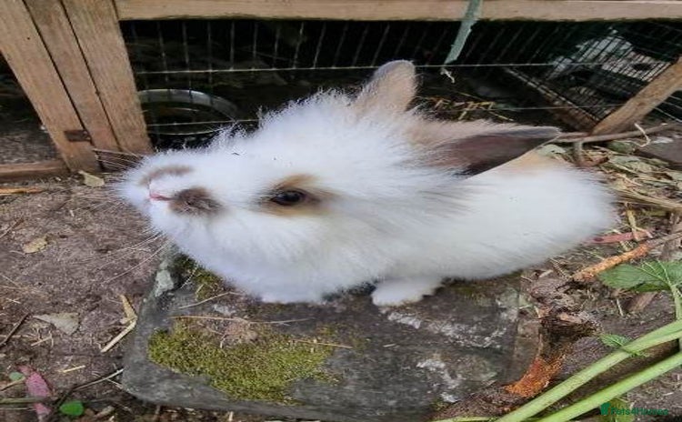 Mixed Breed rabbits - Advert 4