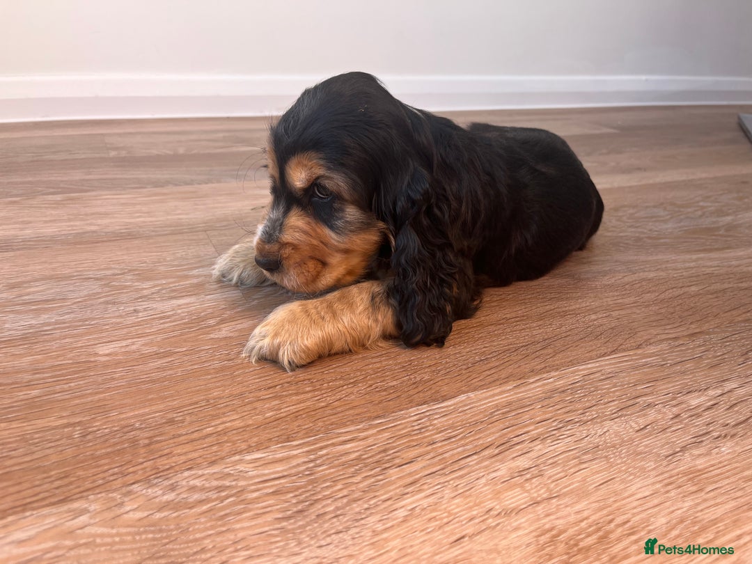 Cocker Spaniel dogs for sale: Show type cocker spaniel  - Image 6