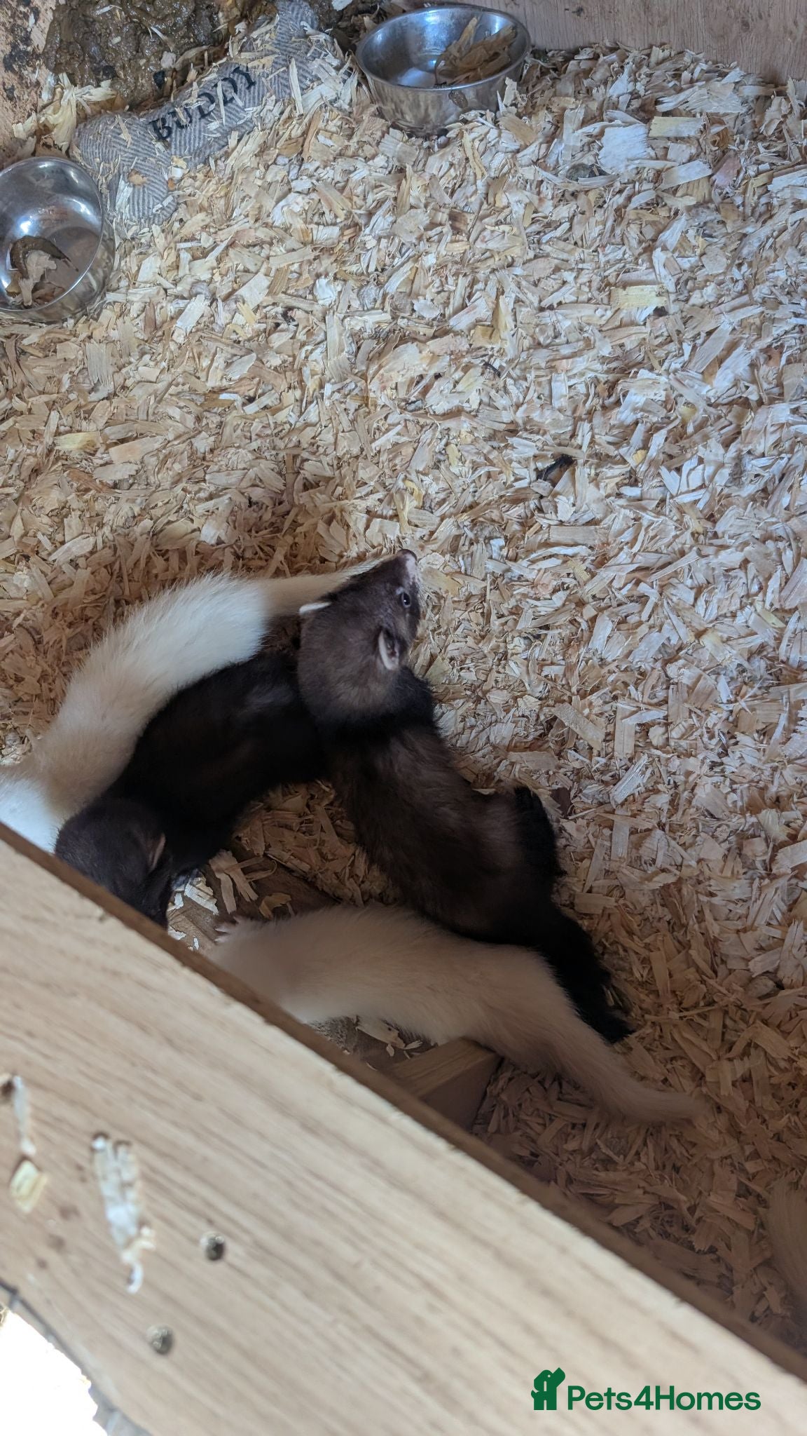 Ferret rodents Lovely ferret kits  - Advert 3