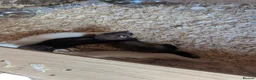 Ferret rodents for sale: Lovely ferret kits  in Lochgelly - Advert 1