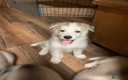 Utonagan dogs for sale: Husky x malamute  - Image 5