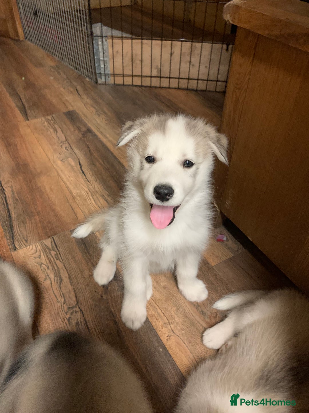 Utonagan dogs for sale: Husky x malamute  - Image 5