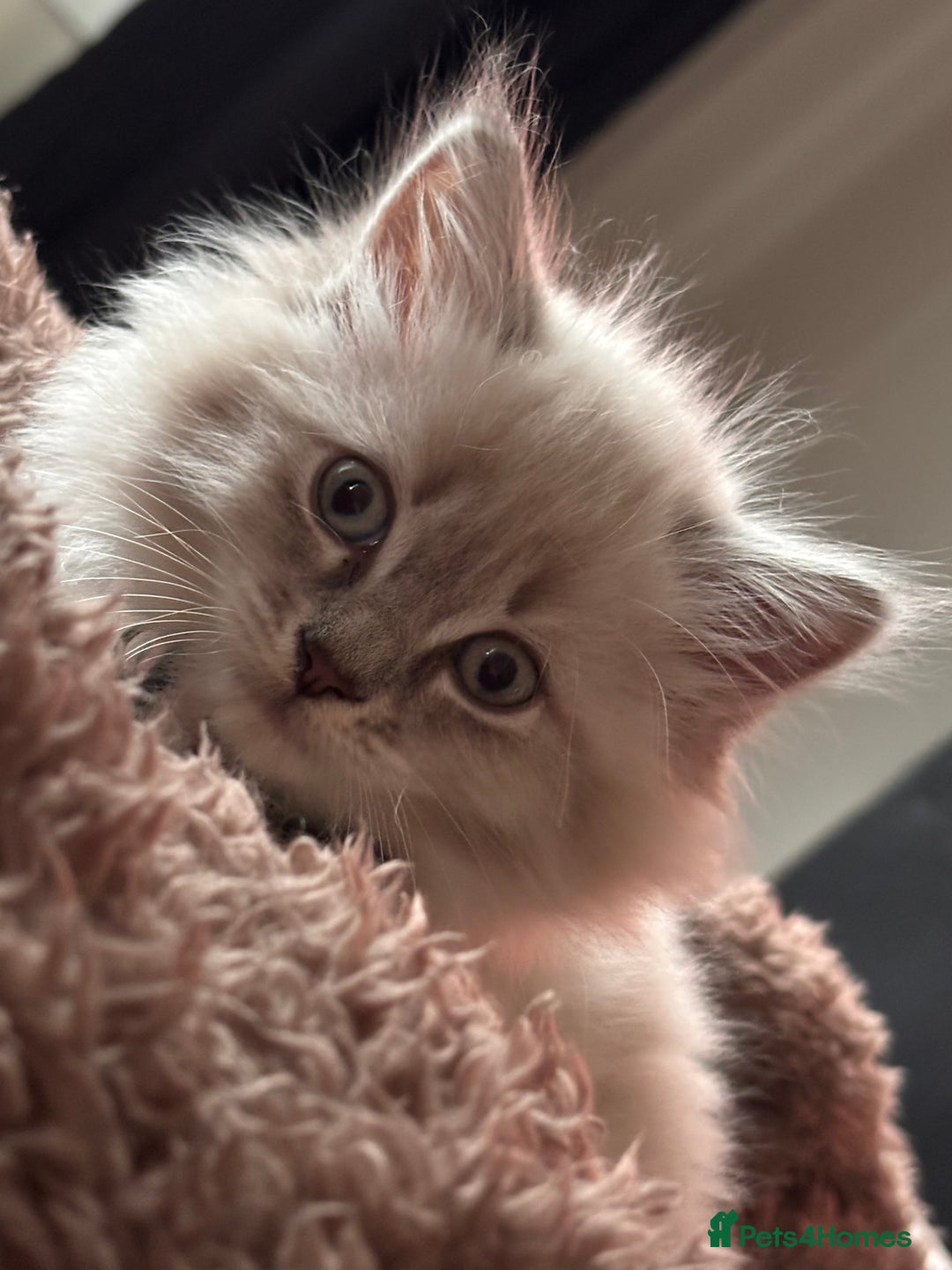 Mixed Breed cats for sale: Female ragdoll x maincoon - Image 2