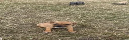 Staffordshire Bull Terrier dogs for sale: Gorgeous Staffordshire bullterrier pups - Advert 12