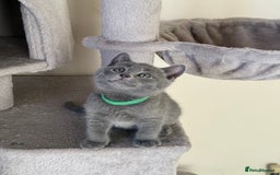 British Shorthair cats for sale: Mix British shorthair kittens for sale  - Image 20
