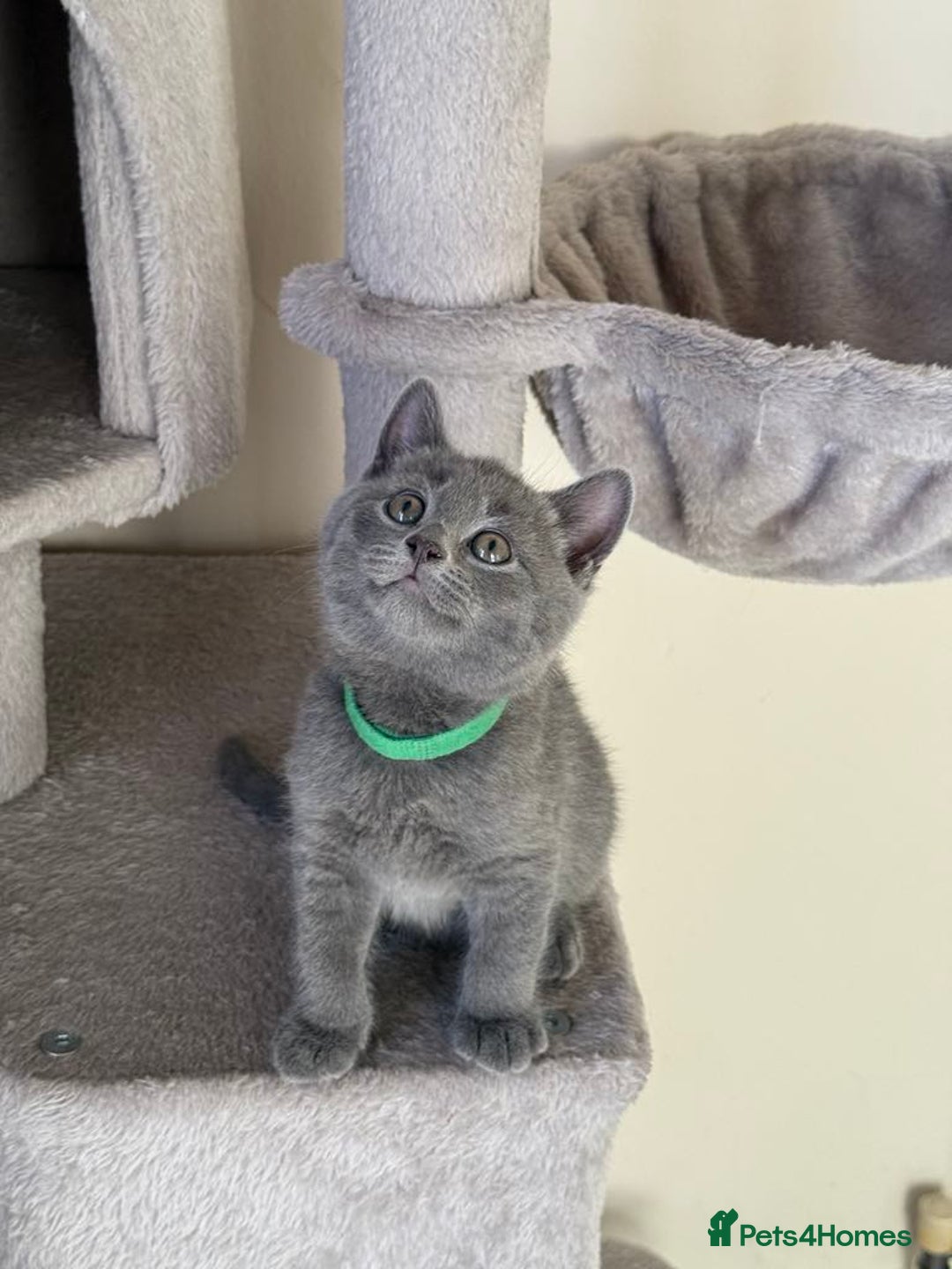 British Shorthair cats for sale: Mix British shorthair kittens for sale  - Image 20