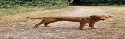 Labrador Retriever dogs for sale: Foxred labradors  in Royston - Advert 2
