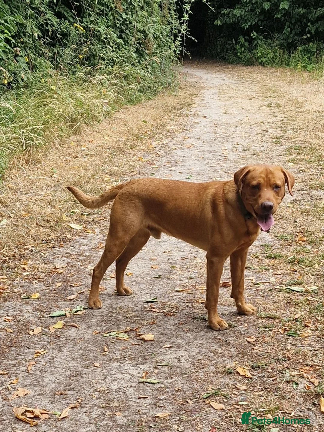 Labrador Retriever dogs for sale: Foxred labradors  in Royston - Advert 2