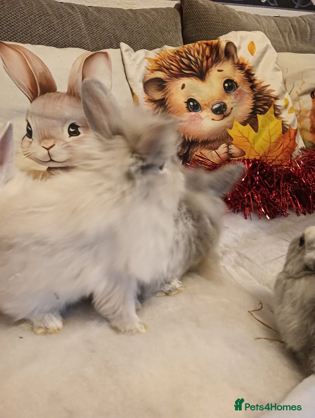 Mixed Breed rabbits for sale: Baby rabbits  - Advert 10