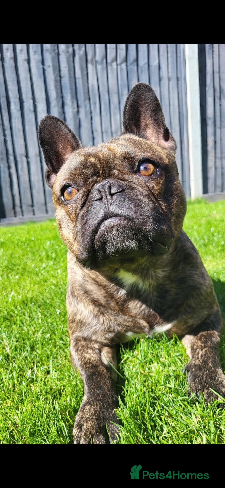 French Bulldog dogs 7 year old French bulldog - Advert 3