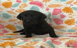 Labrador Retriever dogs for sale: Black Labrador puppies - Image 10