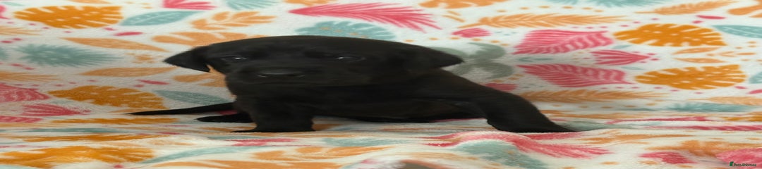 Red - male