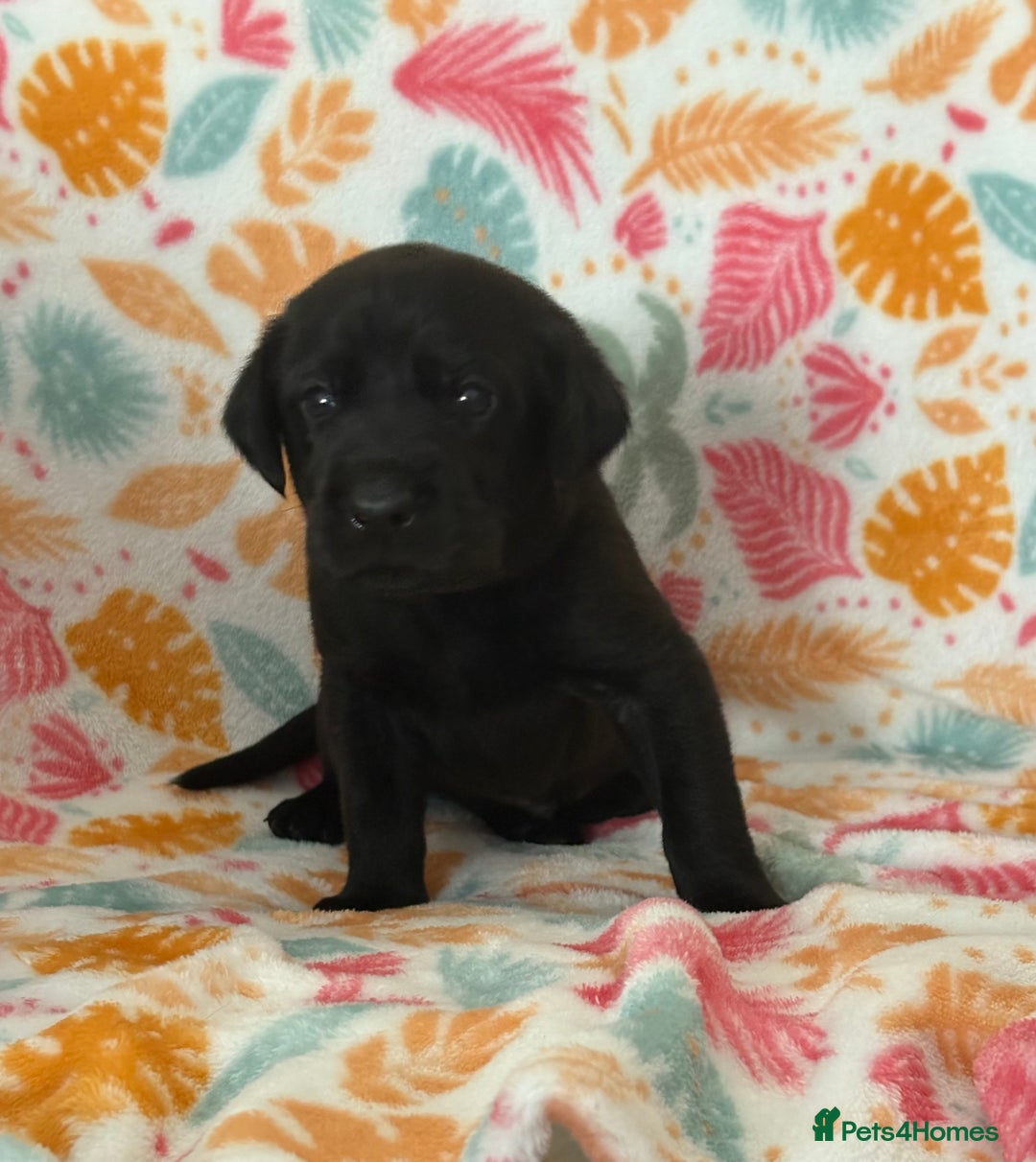 Labrador Retriever dogs for sale: Black Labrador puppies - Image 10