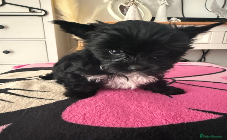 Yorkshire Terrier dogs - Advert 14