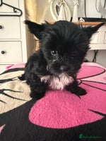 Yorkshire Terrier dogs - Advert 6