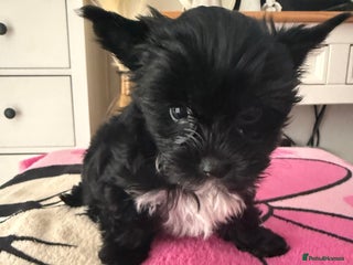 Yorkshire Terrier dogs - Advert 6