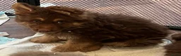 German Shepherd dogs for sale: 6 beautiful male German shepherd puppies for sale  - Advert 2
