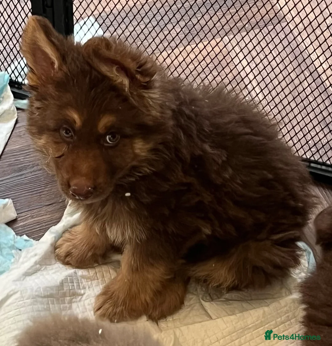 German Shepherd dogs for sale: 6 beautiful male German shepherd puppies for sale  - Advert 2