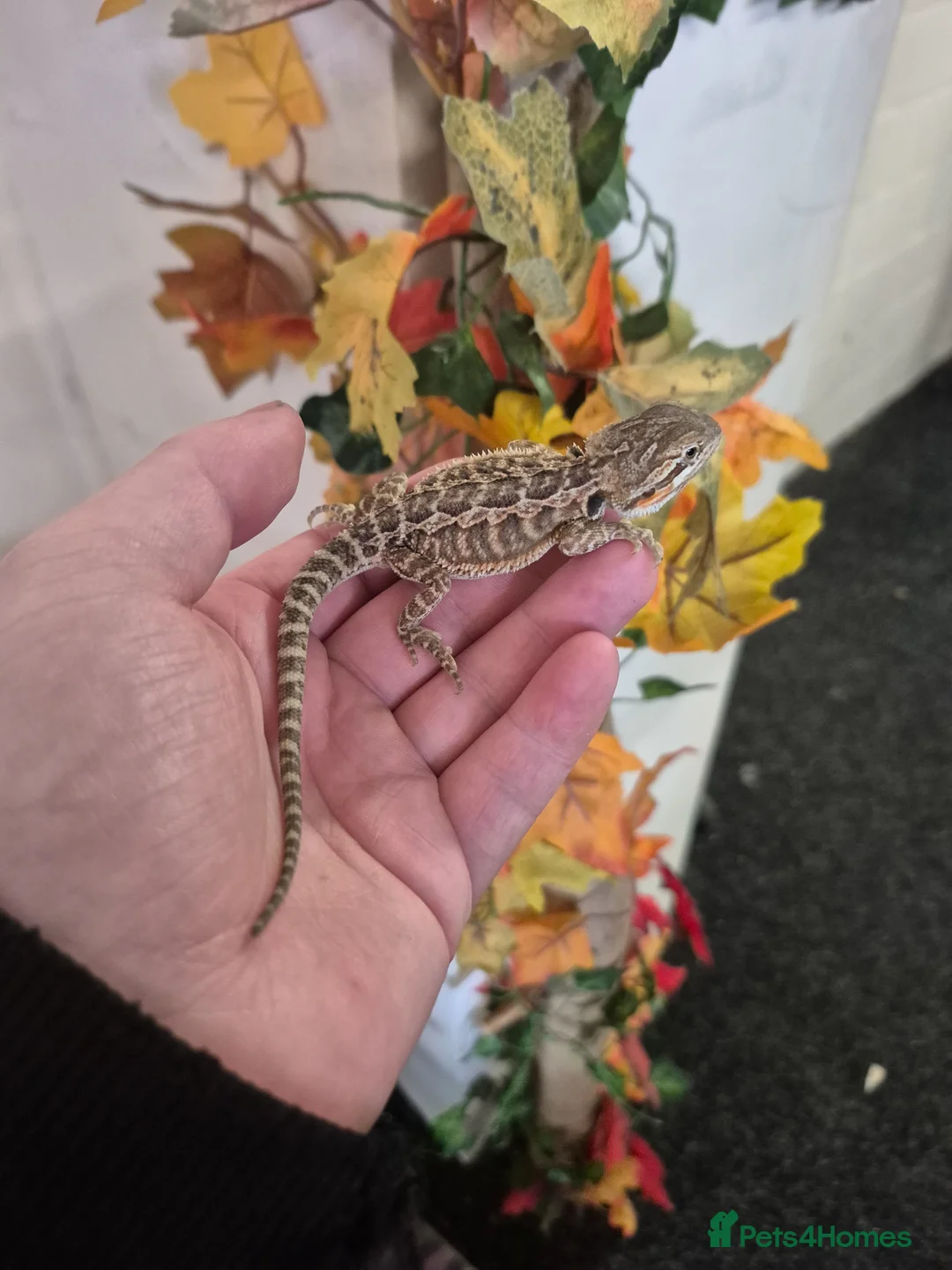 Bearded Dragon reptiles for sale: Bearded dragon  - Advert 4