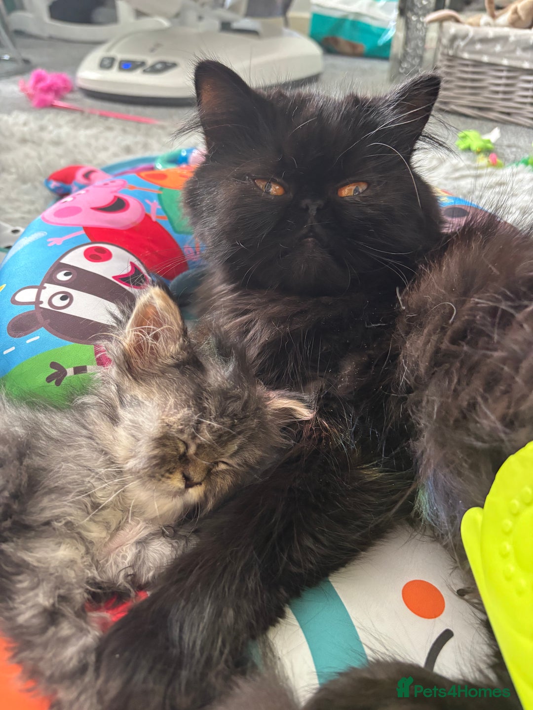 Persian cats for sale: Silver black tabby Persian mix kittens  - Image 13