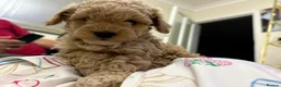 Maltipoo dogs for sale: 3 boy maltipoos  in Slough - Advert 12