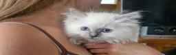 Ragdoll cats for sale: Beautiful ragdoll kittens - Advert 20