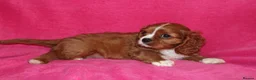 Cavalier King Charles Spaniel dogs for sale: Beautiful Cavalier Kong Charles Spaniel Puppies - Advert 6