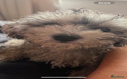 Maltipoo dogs for sale: Maltipoo puppy  - Image 4