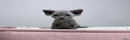 Devon Rex cats for sale: Beautiful blue boy and lilac girl!!!!! - Advert 9