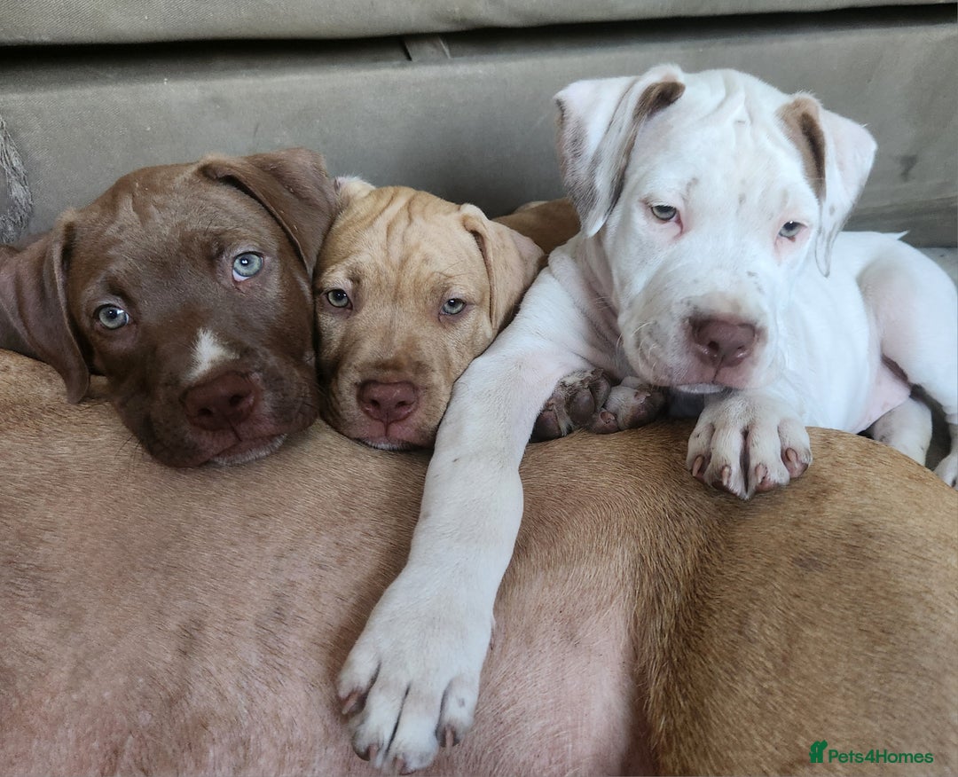 Mixed Breed dogs for sale: Bully Mix pups ‼️Reduced‼️ in Dagenham - Image 23