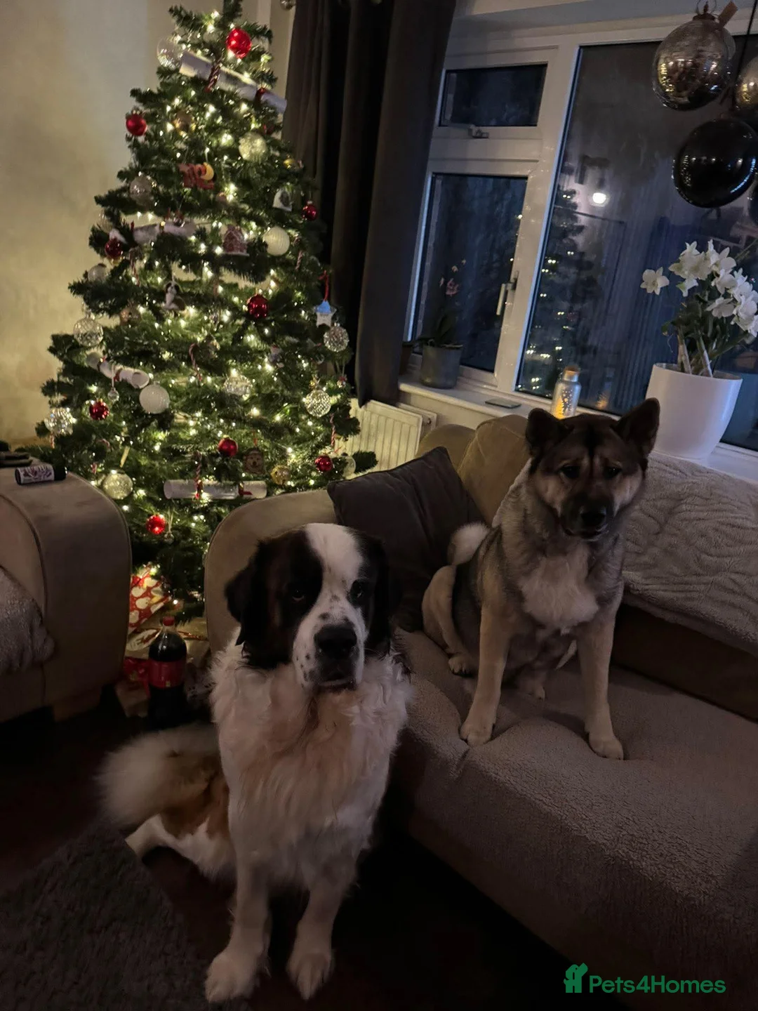 Mixed Breed dogs for sale: Beautiful saint bernard akita mix puppies - Advert 6