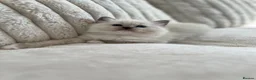 Ragdoll cats for sale: TICA REGISTERED RAGDOLL KITTENS - Advert 17