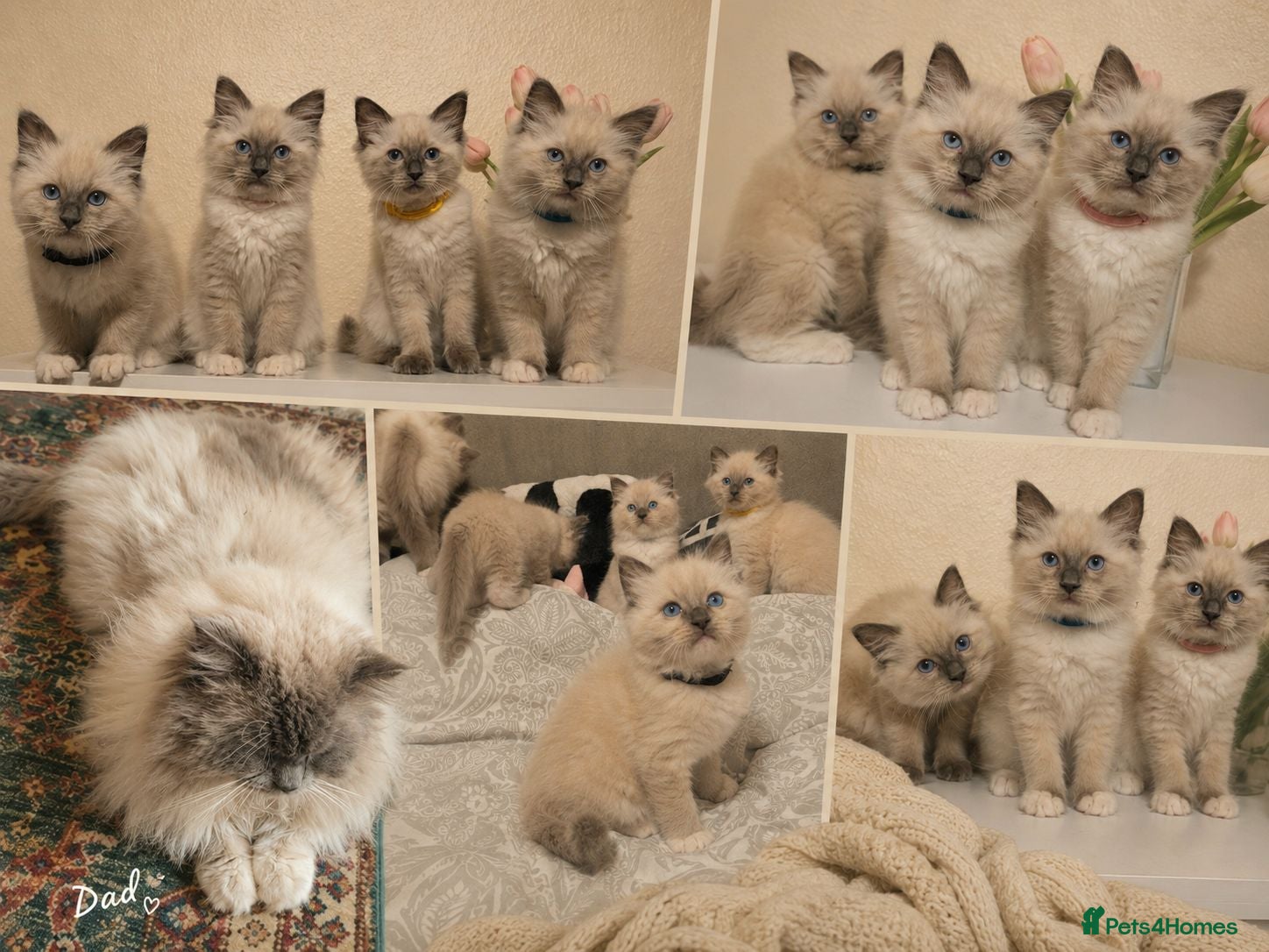 Ragdoll cats Pure Ragdoll Kittens Ready ! - Advert 11