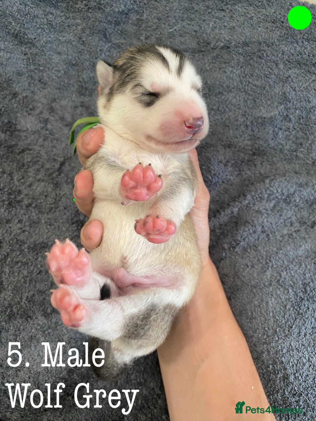 Mixed Breed dogs for sale: Malamute x Alaskan Shepherd Litter - Image 7