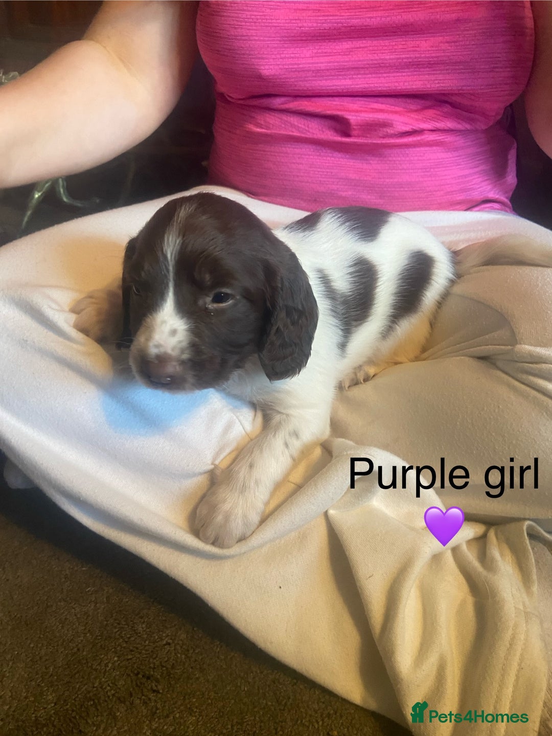 English Springer Spaniel dogs for sale: Springer spaniel puppies  - Advert 9