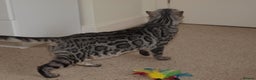 Bengal cats for sale: Stunning Silver Rosetted Bengal - Advert 7