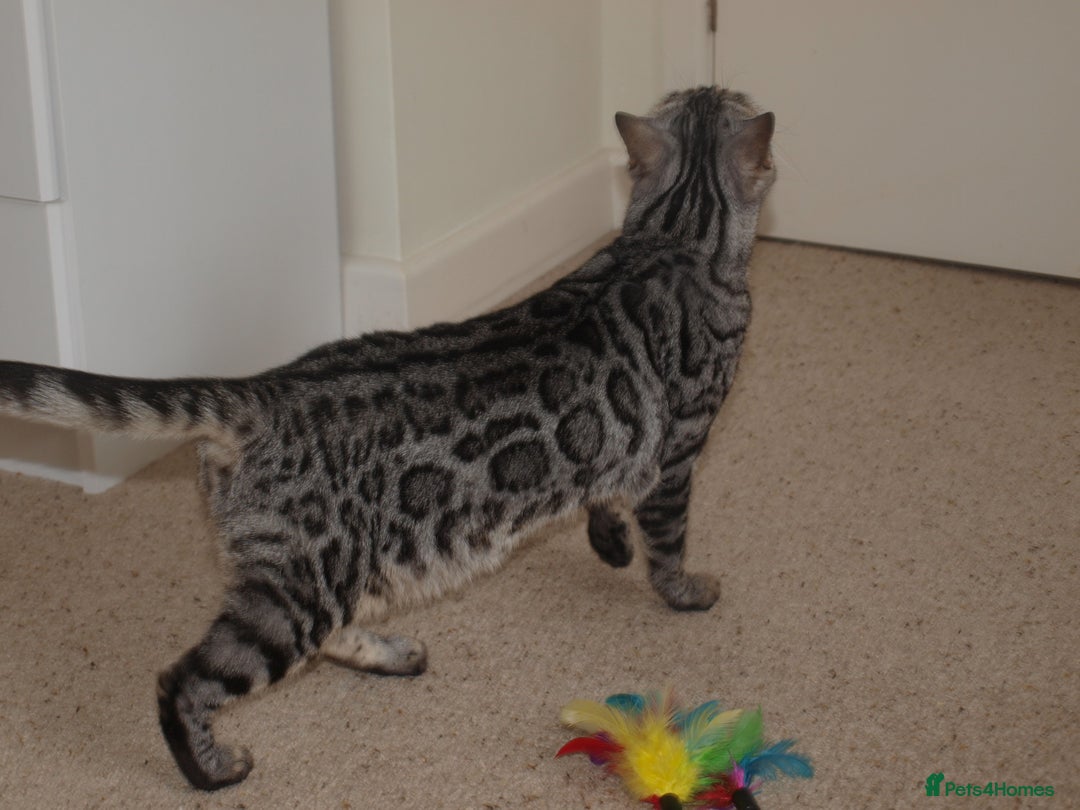 Bengal cats for sale: Stunning Silver Rosetted Bengal - Advert 7