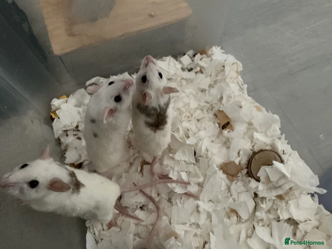 Mouse rodents for sale: 5 female mice with cage set up  - Advert 2
