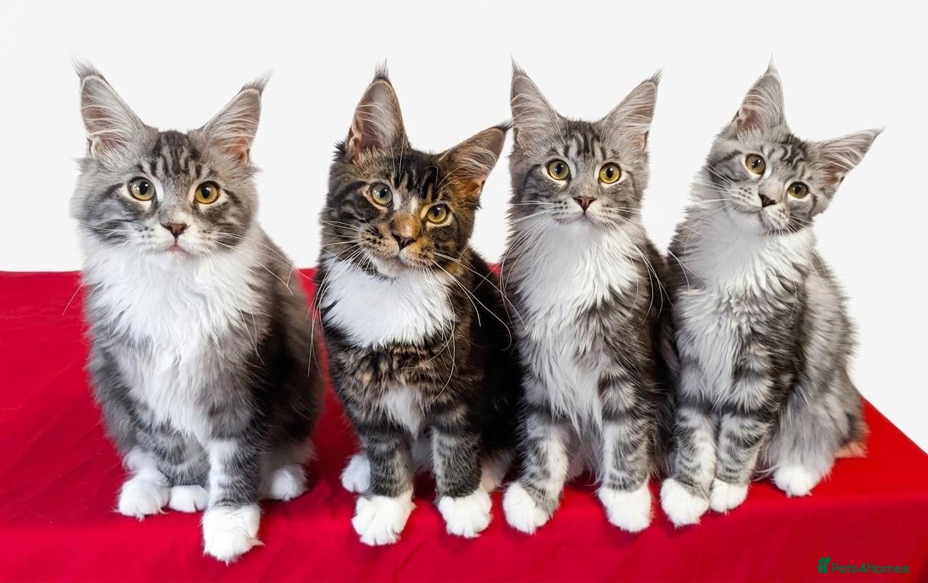 Maine Coon cats 👑 MajestiPaws: The Heritage Litter 🐾 - Advert 1