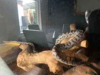 Corn Snake reptiles Please take him - Advert 1