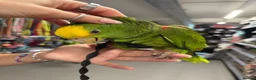Parrots birds for sale: Gorgeous baby hand reared Double Yellow Amazon - Advert 3