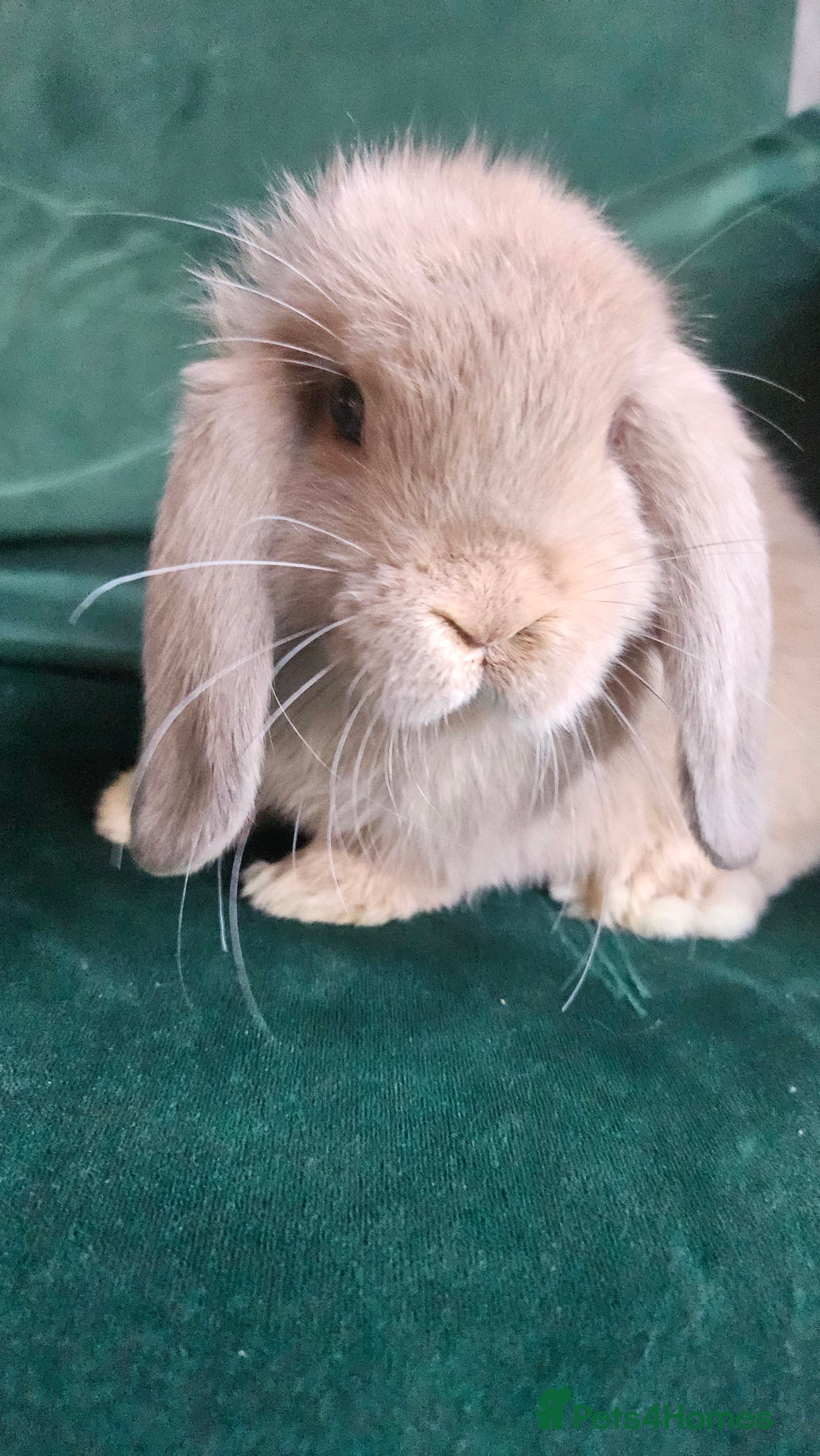 Mini Lop rabbits for sale: Ready to leave cuddly mini lops - Advert 13