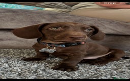 Mixed Breed dogs for sale: Docker pup for sale - Image 1