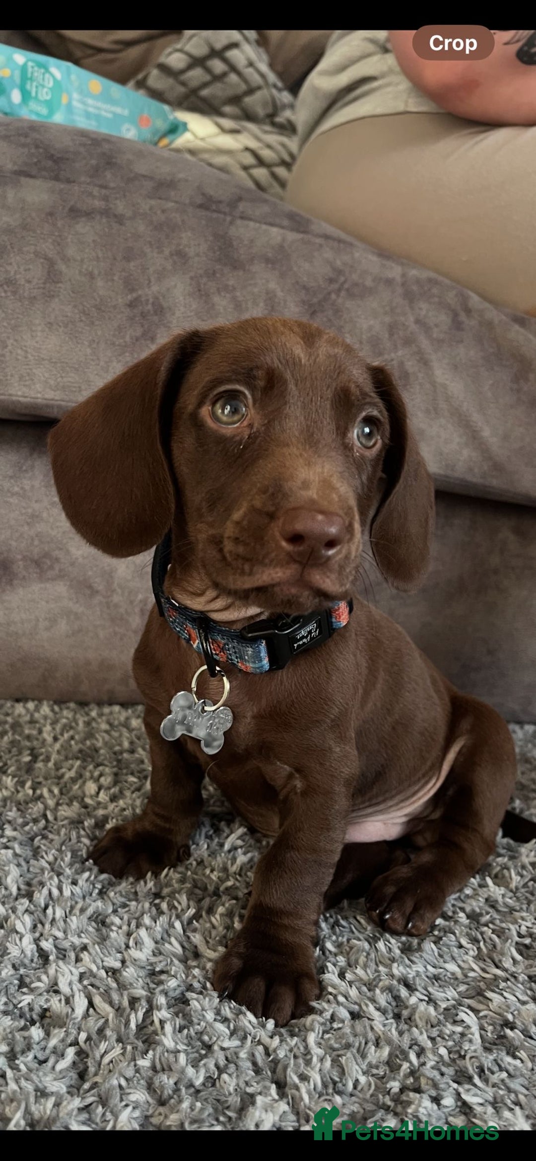 Mixed Breed dogs for sale: Docker pup for sale - Image 1