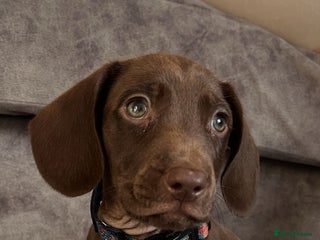 Mixed Breed dogs - Advert 33