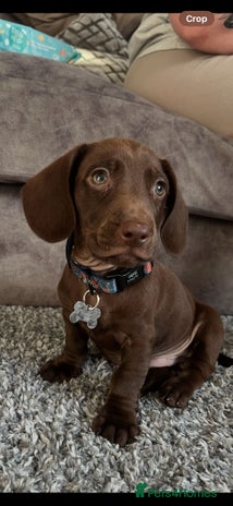 Mixed Breed dogs - Advert 1