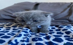 Scottish Fold cats for sale: Scottish Fold kittens for sale 3 Girls 2 Boys  - Advert 14