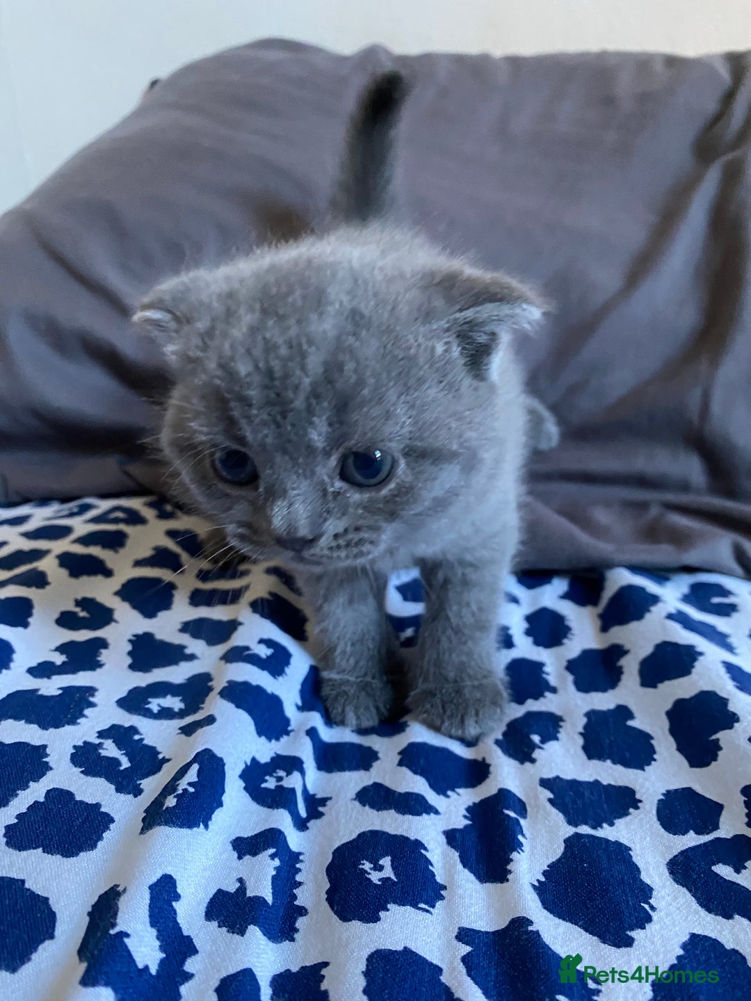 Scottish Fold cats for sale: Scottish Fold kittens for sale 3 Girls 2 Boys  - Advert 14