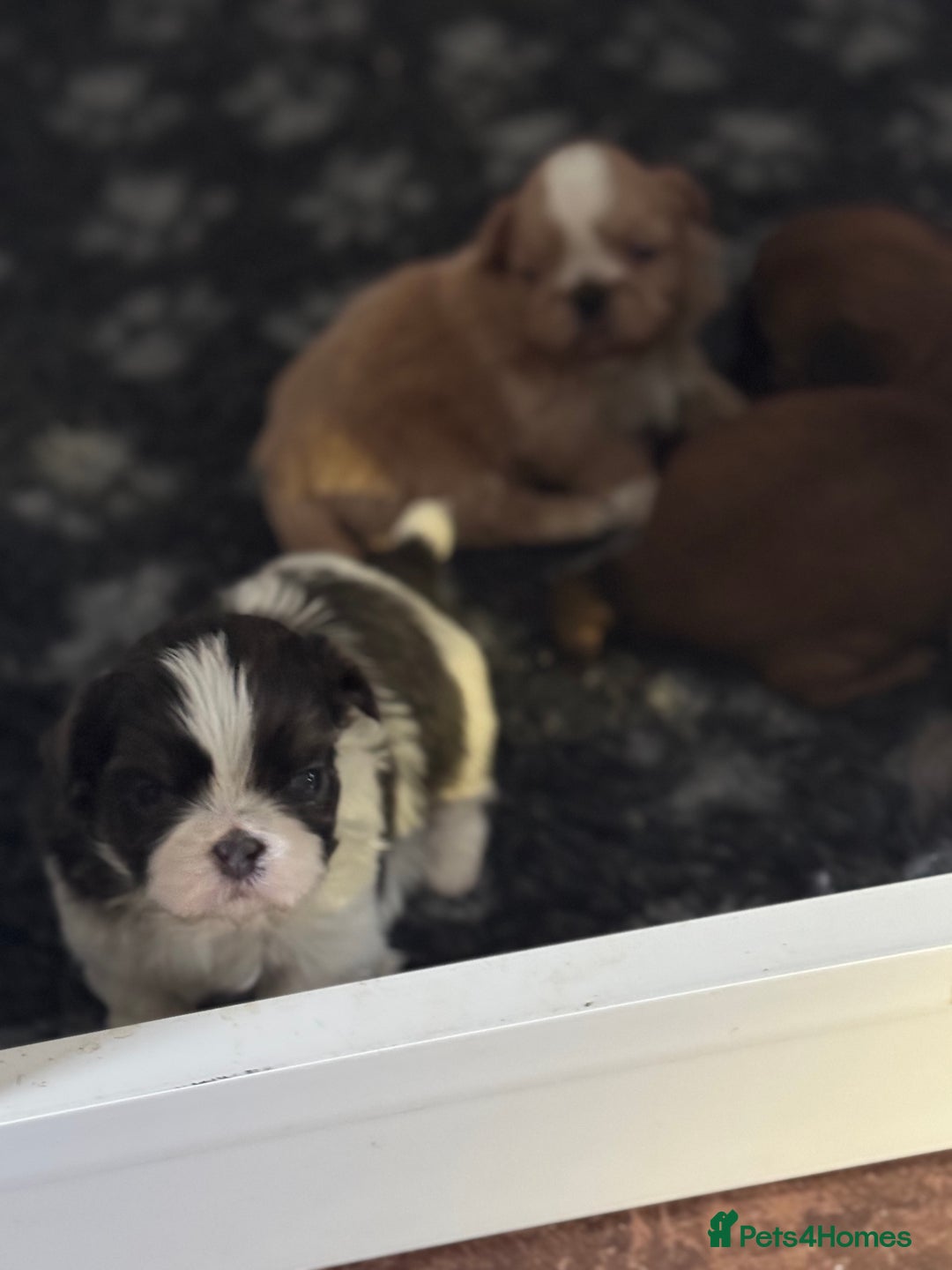 Shih Tzu dogs for sale: Imperial Shih-Tzu Puppies - Advert 5